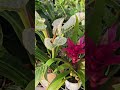 Variegated Philodendron Plants #VariegatedPhilodendron #Philodendron #indoorplants #homedepot