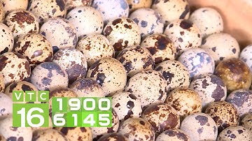 Bí quyết tăng tỷ lệ ấp nở trứng chim cút | VTC16