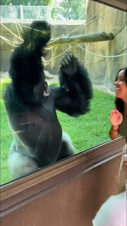 Gorilla risks it all to impress these women at zoo