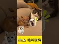 😱🐶 絶叫後悔 #chihuahuafanclub #cat #catvscat #funny #cute #youtubeshorts