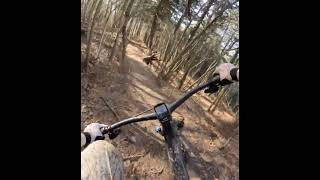 Biker's Tree Crash and Quick Recovery