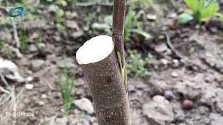 Fig Grafting By Using Side-veneer Grafting Technique