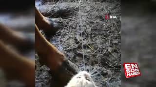 Sağılan İnekten Süt İçen Sevimli Yavru Kedi