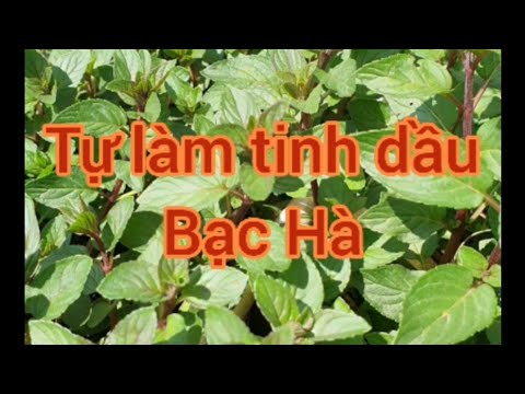 Video: 5 cách để lấy dầu bạc hà