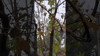 just started snowing , first Snow on October 2025 #natureshorts #firstsnow #relaxshorts #snow