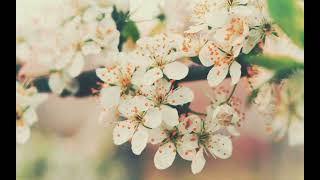 Ali Gürlü Bir Mendil Aldım