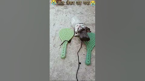 New ideas pigeon trap witch work 100% 10 M view #pigeon #trap #shorts #viralvideo