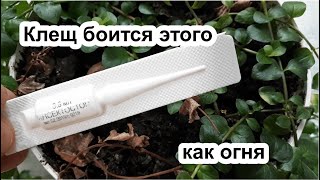 Клещ и тля боится этого как огня! Как избавиться от клеща и тли. Средство от тли. Защита от клещей