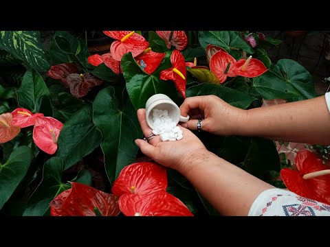Video: Flores grandes para jardines: cómo usar flores gigantes en tu jardín