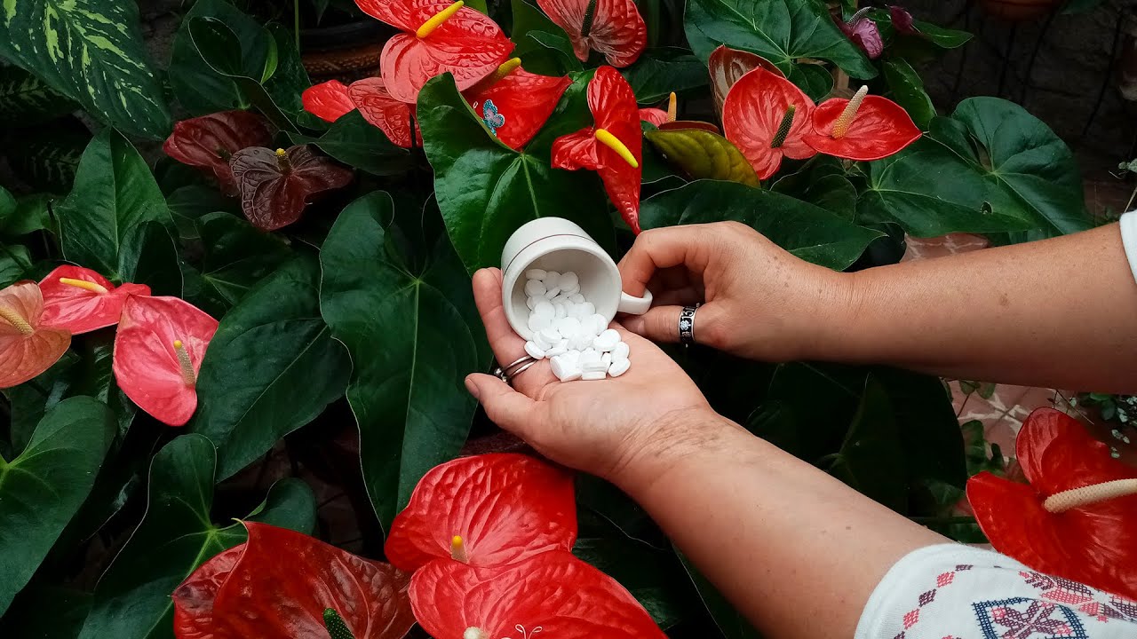 Truco para tener FLORES GIGANTES 🌷🌹🌻🌼🧐