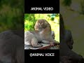 Only 1% Can Guess This Animal 🐶🔥 #animalsounds #challenge #viralvideo #animal