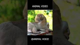 Only 1% Can Guess This Animal 🐶🔥 #animalsounds #challenge #viralvideo #animal