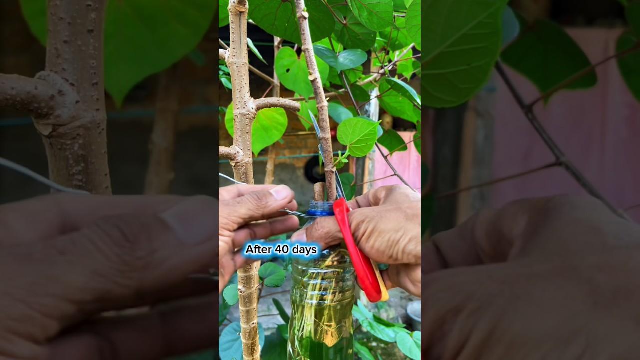 simple air layering 💦 #plants #garden #diy #tips