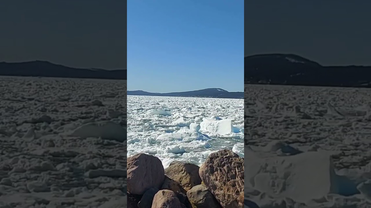 Dolphins trapped in Dildo, Nl