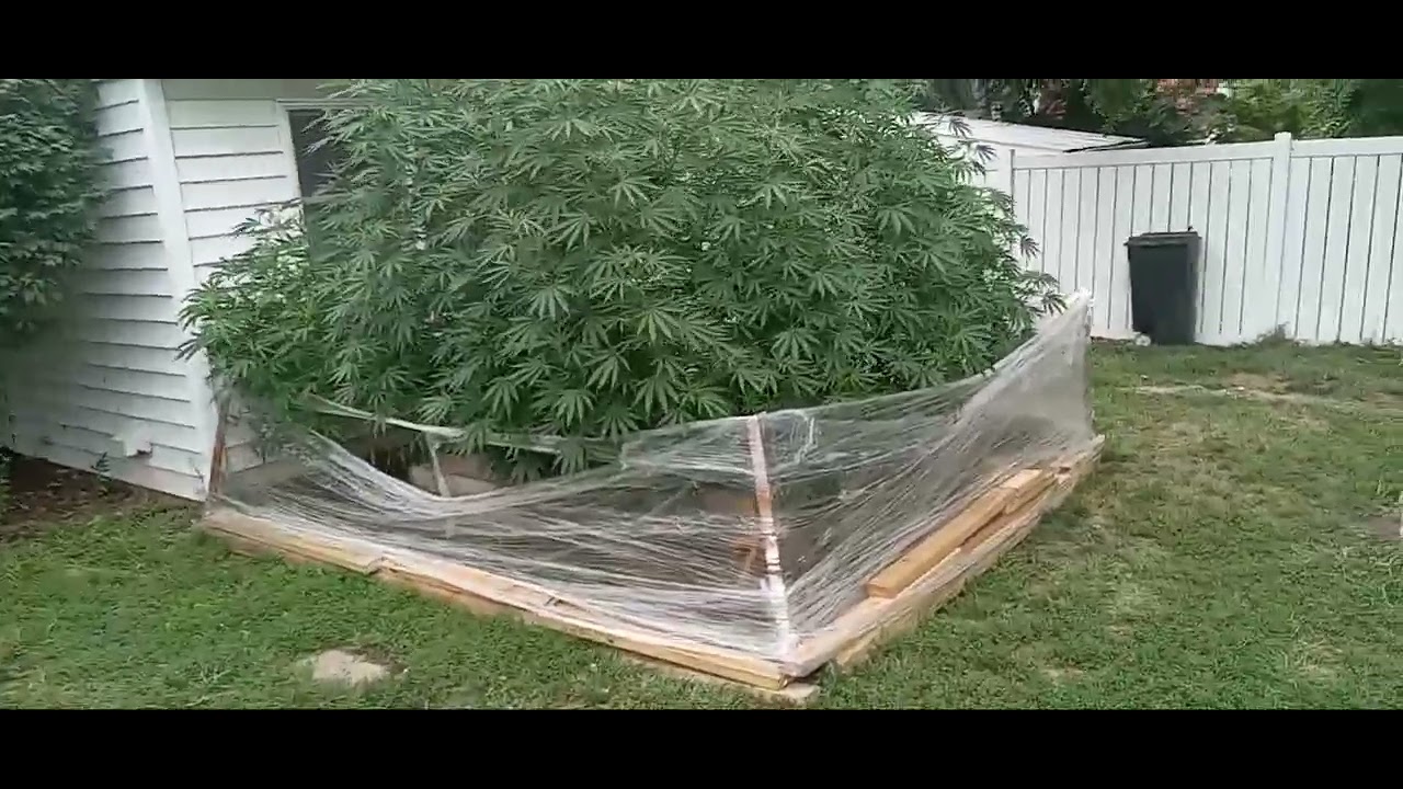9ft Indica dominate Hybrids In self feeding Organic Beds.