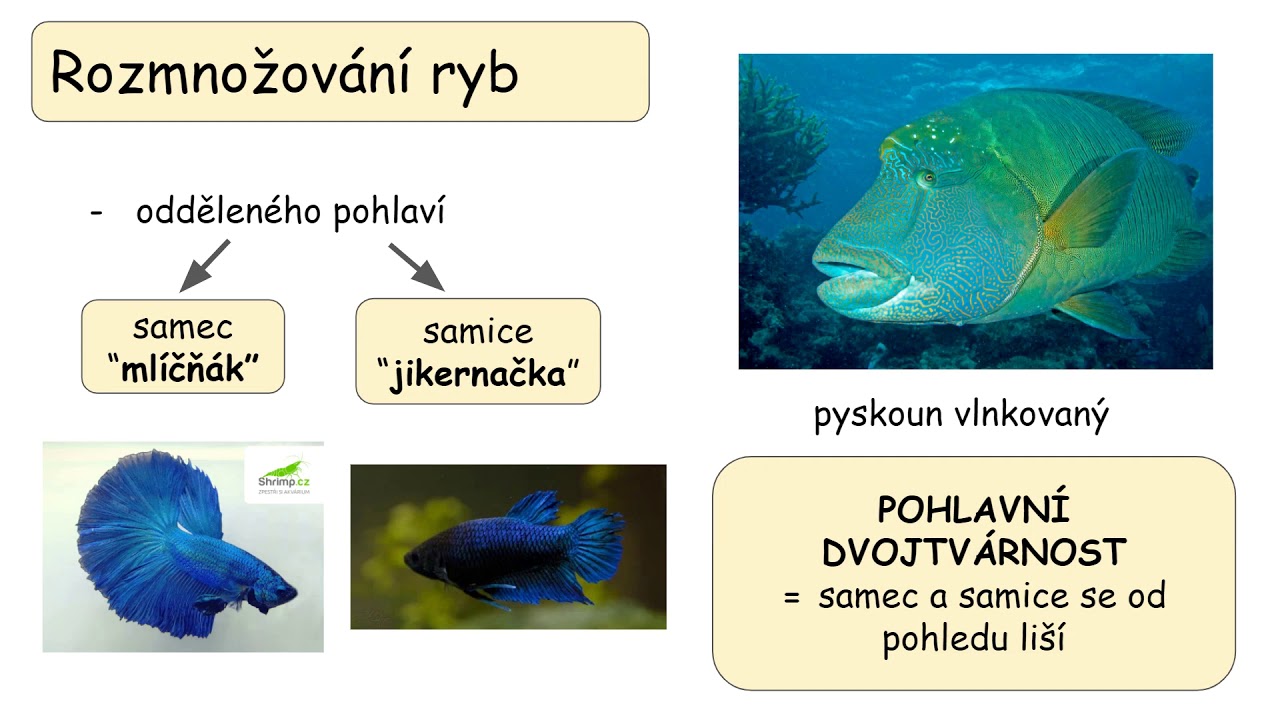 Тест по теме рыбы биология 7 класс. Приманиватель рыбы. Ryb.