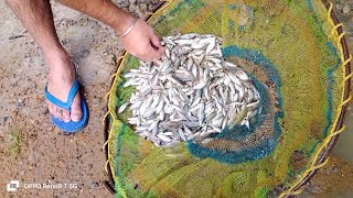 Amazing Traditional Fishing By Village Boy Fishing Fishing Video B Fishing