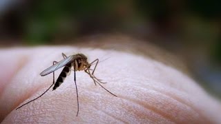 Existe-T-Il Vraiment Des Peaux À Moustiques ?