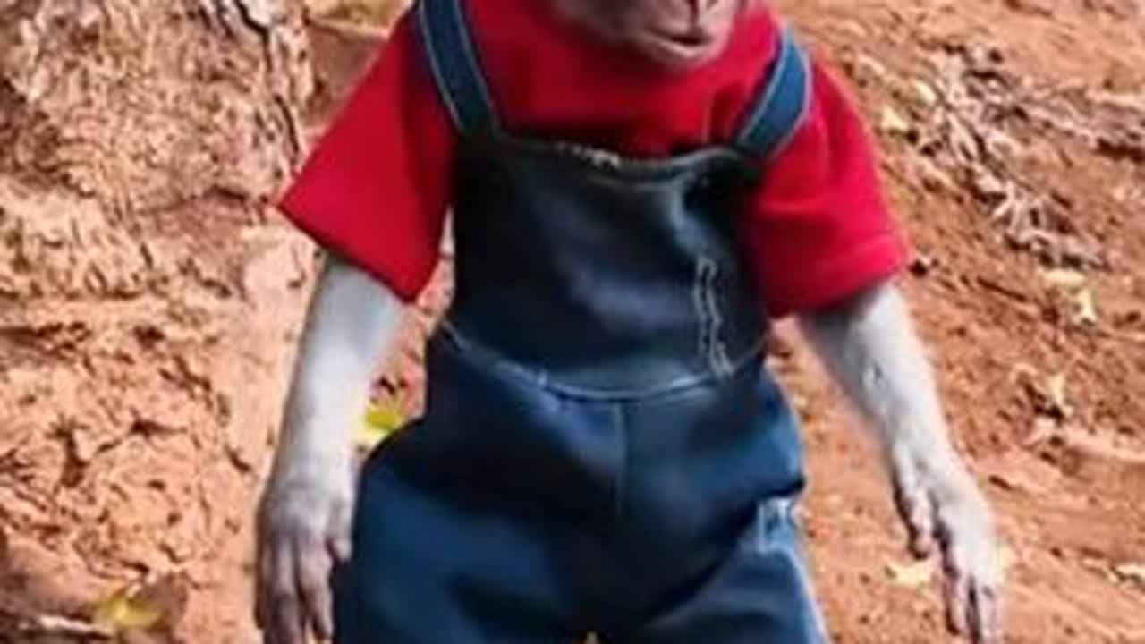 小猴子调狗离山解救小鸭子 