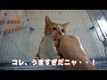 【カワイイ！】ちゅ〜るが大好きな猫（すず編） 【すず/コテツ】