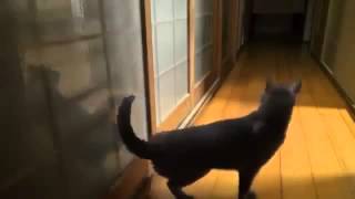 Прикольные кошки Кошка разрушает входную дверь Забавно смотреть!! Прикольные кошки Кошка разрушает входную дверь Забавно смотреть!!
