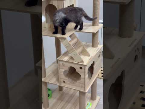 You Won’t Believe What This Cat Does In Its Cat House 😹 | Funny Cat Shorts
