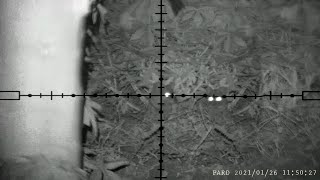 Berburu Musang Rase Menggunakan Nv Part 007V