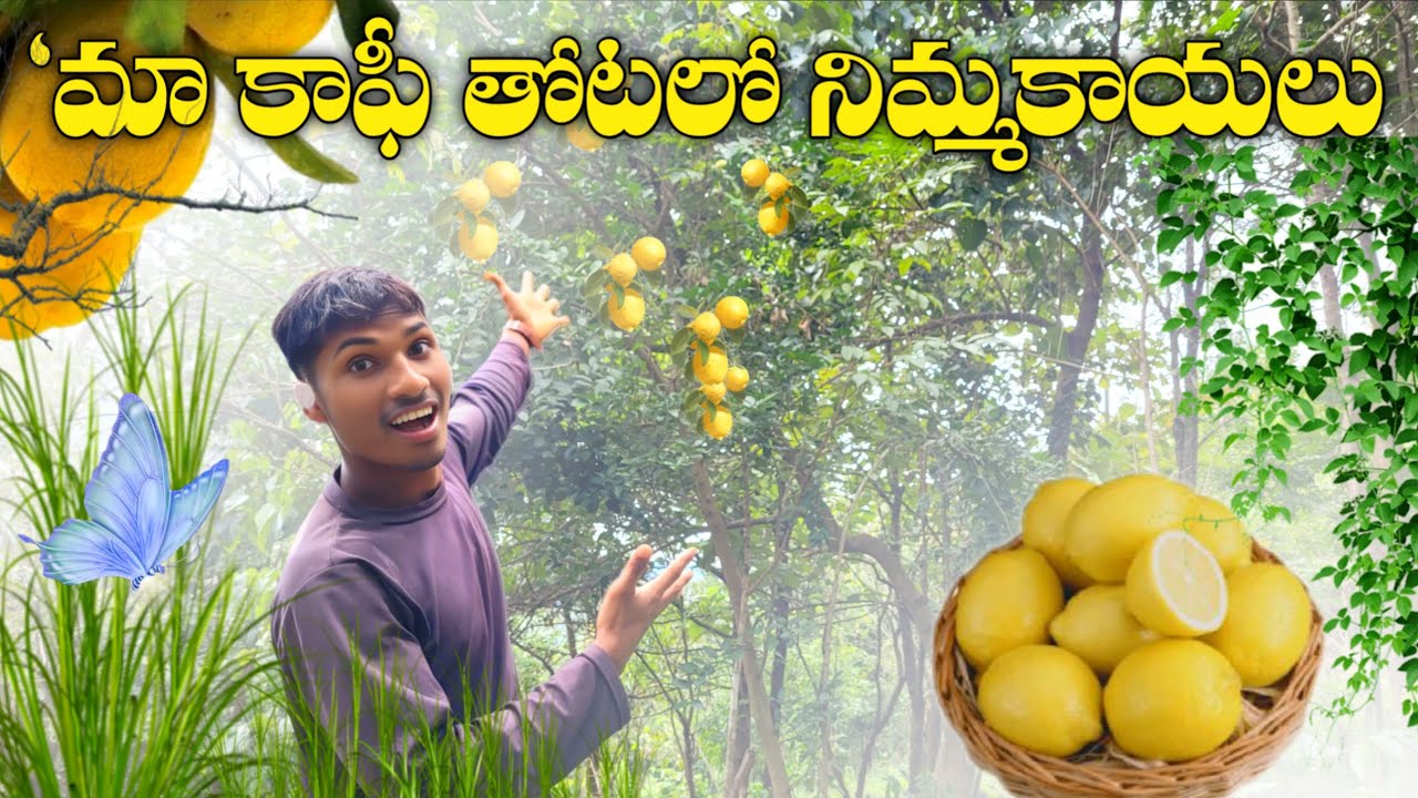 Ma Kaphi Totalo Nimmakayalu | In Telugu By Rishi's The World