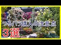 つるバラの購入◆かなり気にしています"(-""-)"