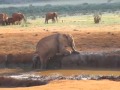 elefantenbaby wird gerettet