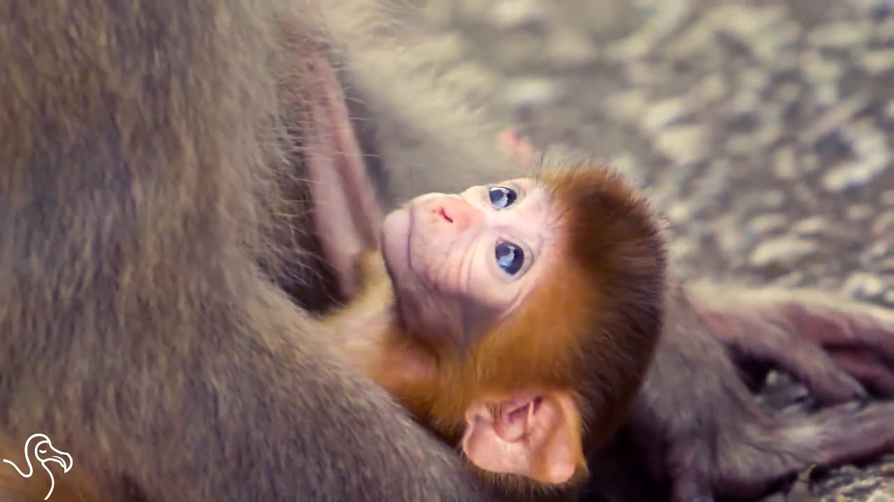 Baby Monkey Tries To Hang On To His Mom Youtube