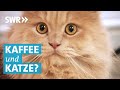Katzencafé: Stuttgart wird zum Katzenrevier
