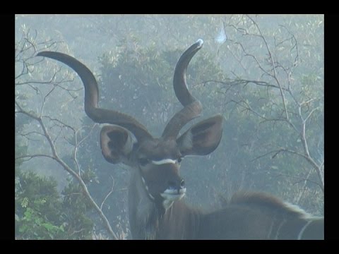 Video: 4 Luxusní Africké Safari, Které Předefinují Glamping