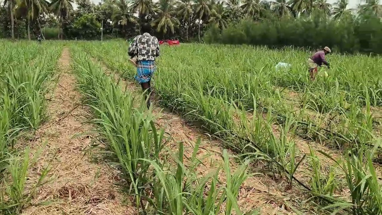 Applying fertilizers to one month Sugarcane V46 variety
