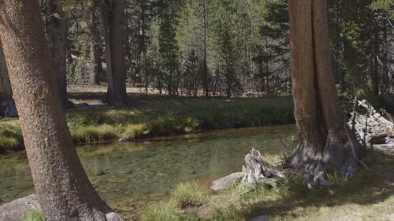 Peaceful Forest Stream With Birds Work Study Focus Yoga 4 Hours Summer Forest Sleep Sounds Youtube