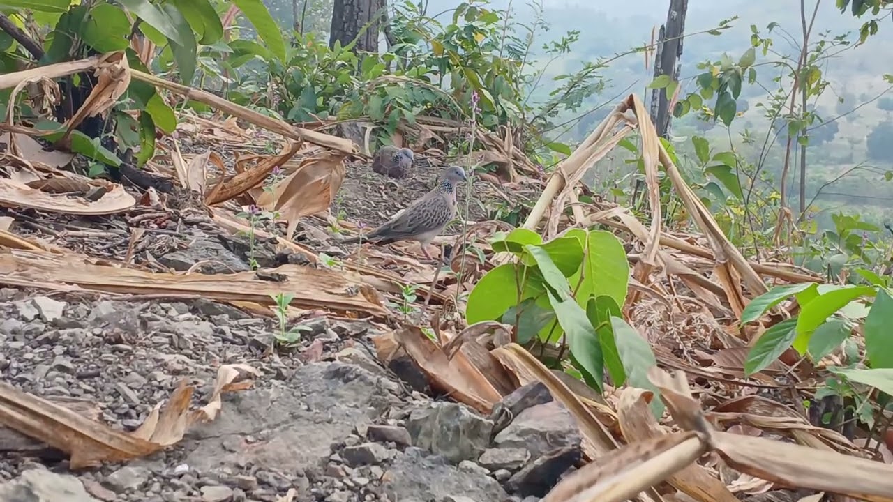 Cu gáy phạm ấn.chủ nhật-22-2-2026.nhằm mùng 6 tết.rừng khứu.tỉnh ninh thuận(khánh hòa)