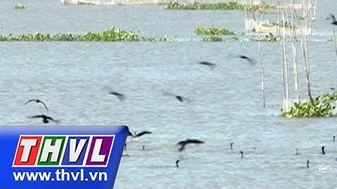 THVL | Ký sự "Chuyện mùa lũ" - Tập 2: Con nước rằm tháng 9