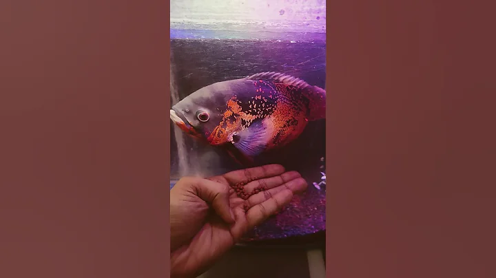 TIGER OSCAR FISH GROWTH BIG SIZE FAST AND ACTIVE CICHLID GOLD HIKARI FOOD ,FEED LIVE