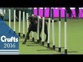 Agility - Crufts Team - Large Final | Crufts 2016