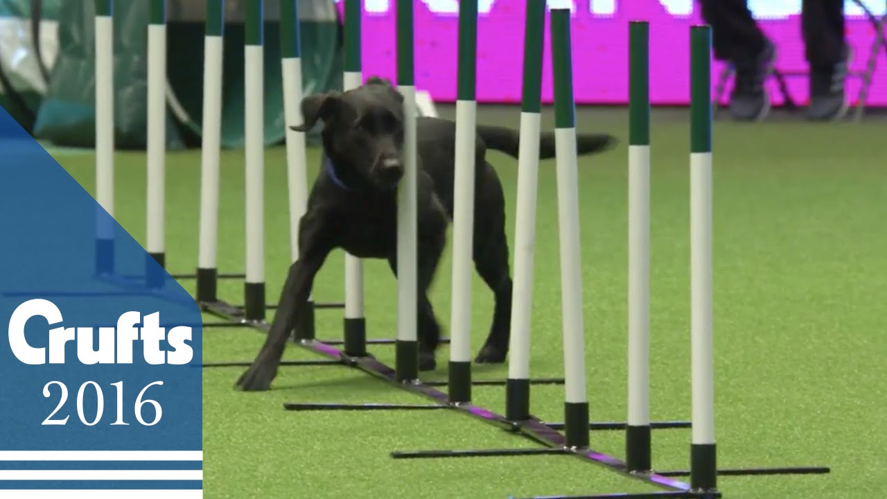 Agility - Crufts Team - Large Final 