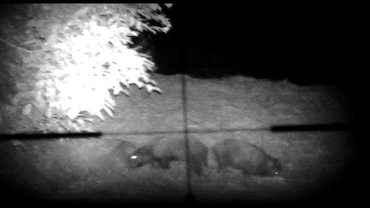 aufgehtsfreun.de PARD NV007S: Sauen abgesprungen :-(