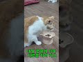 드디어 밥이다! 복슬 모모 코코 😹Finally, Dinner Time! Bokseul, Momo &amp; Coco 😹