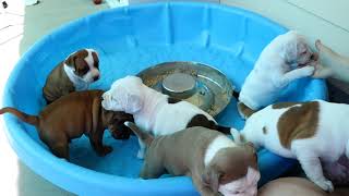 Akc Staffordshire Bull Terrier Puppies Pet Nanny Videos Day 1