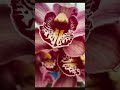 #orchid #favorite #plants ❤️❤️❤️