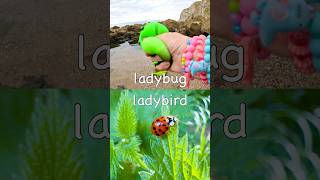 Bug Insect Names For Kids To Learn At The Rock Pool Wasp Bee Earthworm Praying Mantis Ladybug
