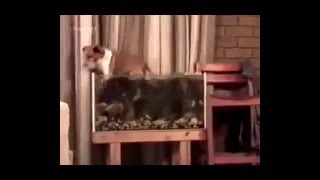 Подборка приколов 2013 (на Новый Год, очень смешно) BEST FAILS Подборка приколов 2013 (на Новый Год, очень смешно) BEST FAILS