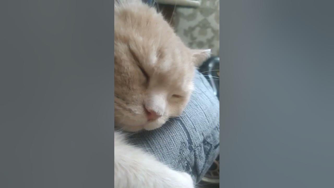 подпишись - YouTube