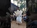 #shorts #ytshorts #pigeon #subscribe @AnimalsTips28