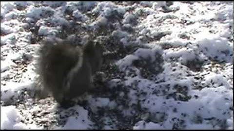 Conflict At The Seed Pile Winter Edition