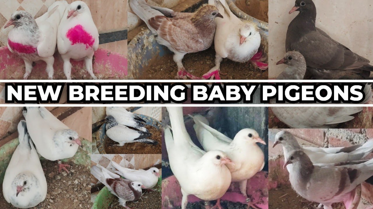 NEW BREEDING PUNJABI MALWAI BABY PIGEON'S CHAMPION BLOODLINE (KABOOTARBAZI)